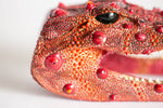 Pomegranate Gator