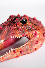 Pomegranate Gator