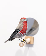 Gynandromorph No. 7 (House Finch)