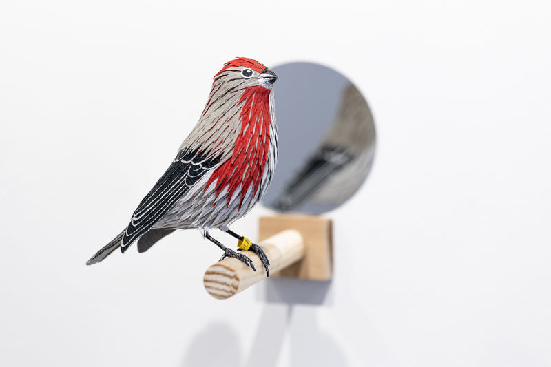 Gynandromorph No. 7 (House Finch)