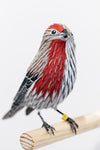 Gynandromorph No. 7 (House Finch)