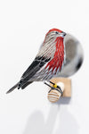 Gynandromorph No. 7 (House Finch)