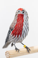 Gynandromorph No. 7 (House Finch)