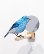 Gynandromorph No. 6 (Mountain Bluebird)