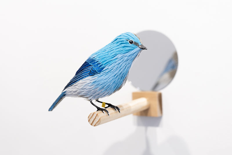 Gynandromorph No. 6 (Mountain Bluebird)