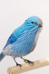 Gynandromorph No. 6 (Mountain Bluebird)