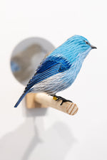 Gynandromorph No. 6 (Mountain Bluebird)