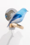 Gynandromorph No. 6 (Mountain Bluebird)