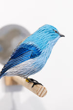 Gynandromorph No. 6 (Mountain Bluebird)