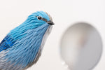 Gynandromorph No. 6 (Mountain Bluebird)