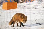 Remembering the Red Fox