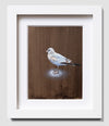 Seagull