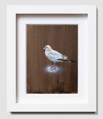 Seagull