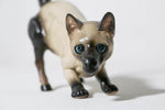 Siamese Horse Cat