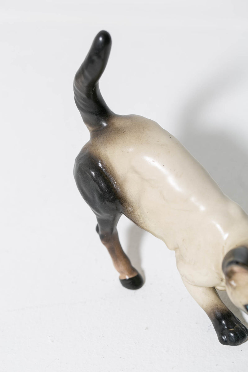 Siamese Horse Cat