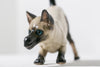 Siamese Horse Cat