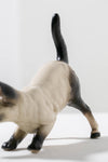 Siamese Horse Cat