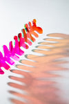 Squiggly Fern