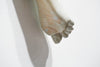 The Long Arm Reaches Out: Hands and Feet Series 65