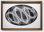 Umbilical Filigree Ovum (drawing)