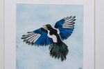 Yellow billed Magpie