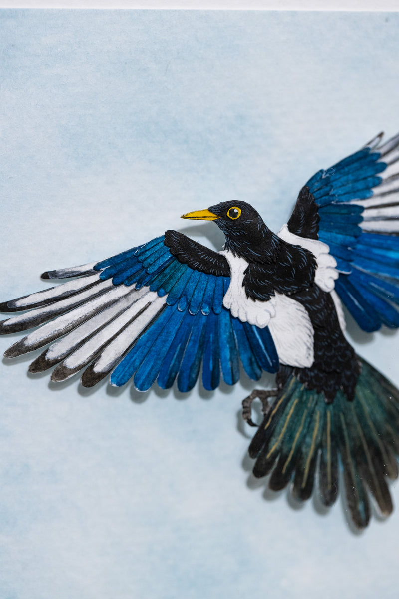 Yellow billed Magpie