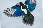 Yellow billed Magpie