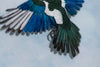 Yellow billed Magpie