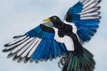 Yellow billed Magpie