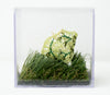 Lemongrass Umbrella