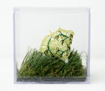 Lemongrass Umbrella