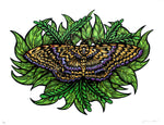 Black Witch Moth (Silkscreen Print)